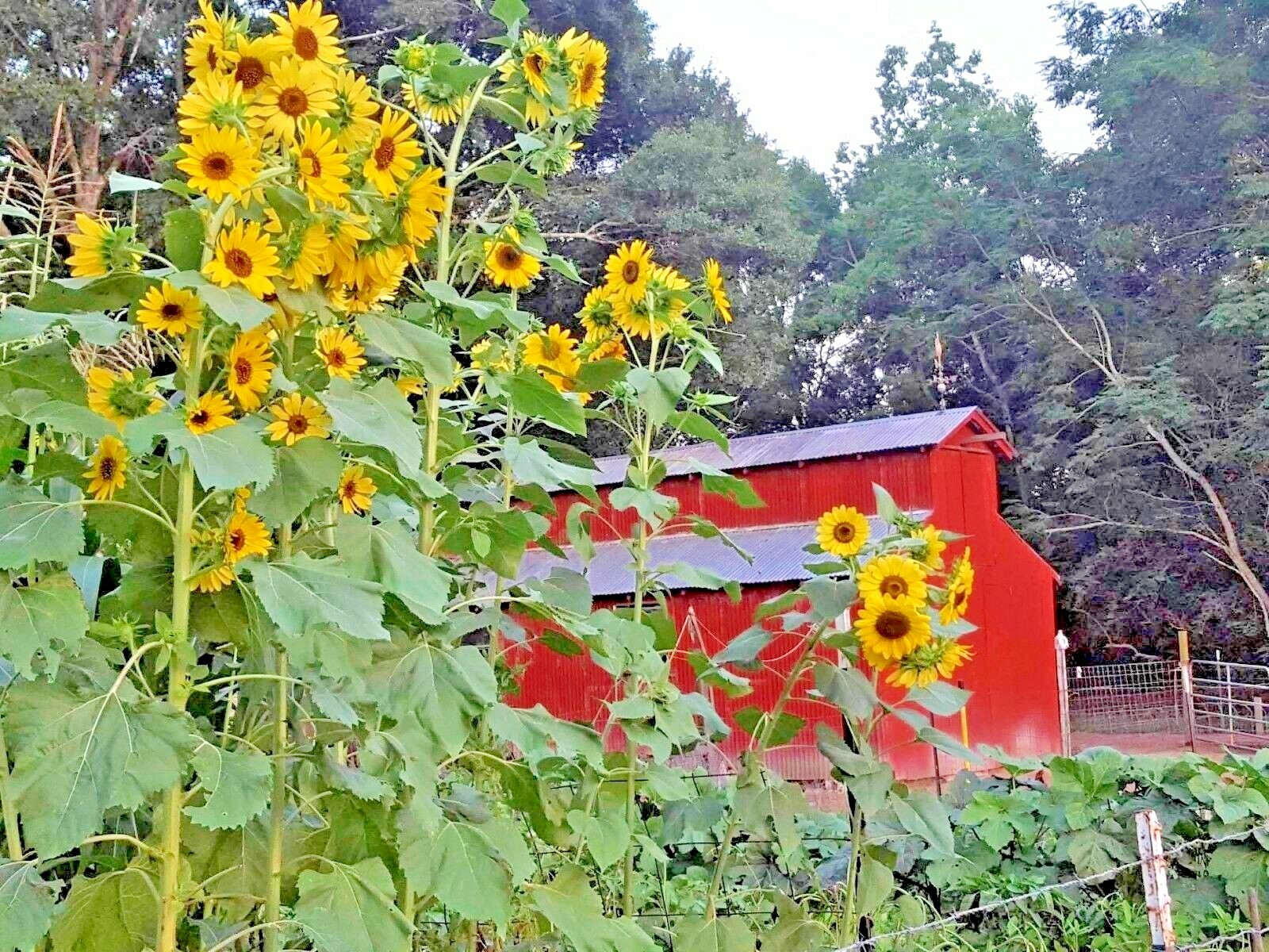 51+LEMON QUEEN SUNFLOWER Seeds Native Wildflower Branching Summer Flower Garden
