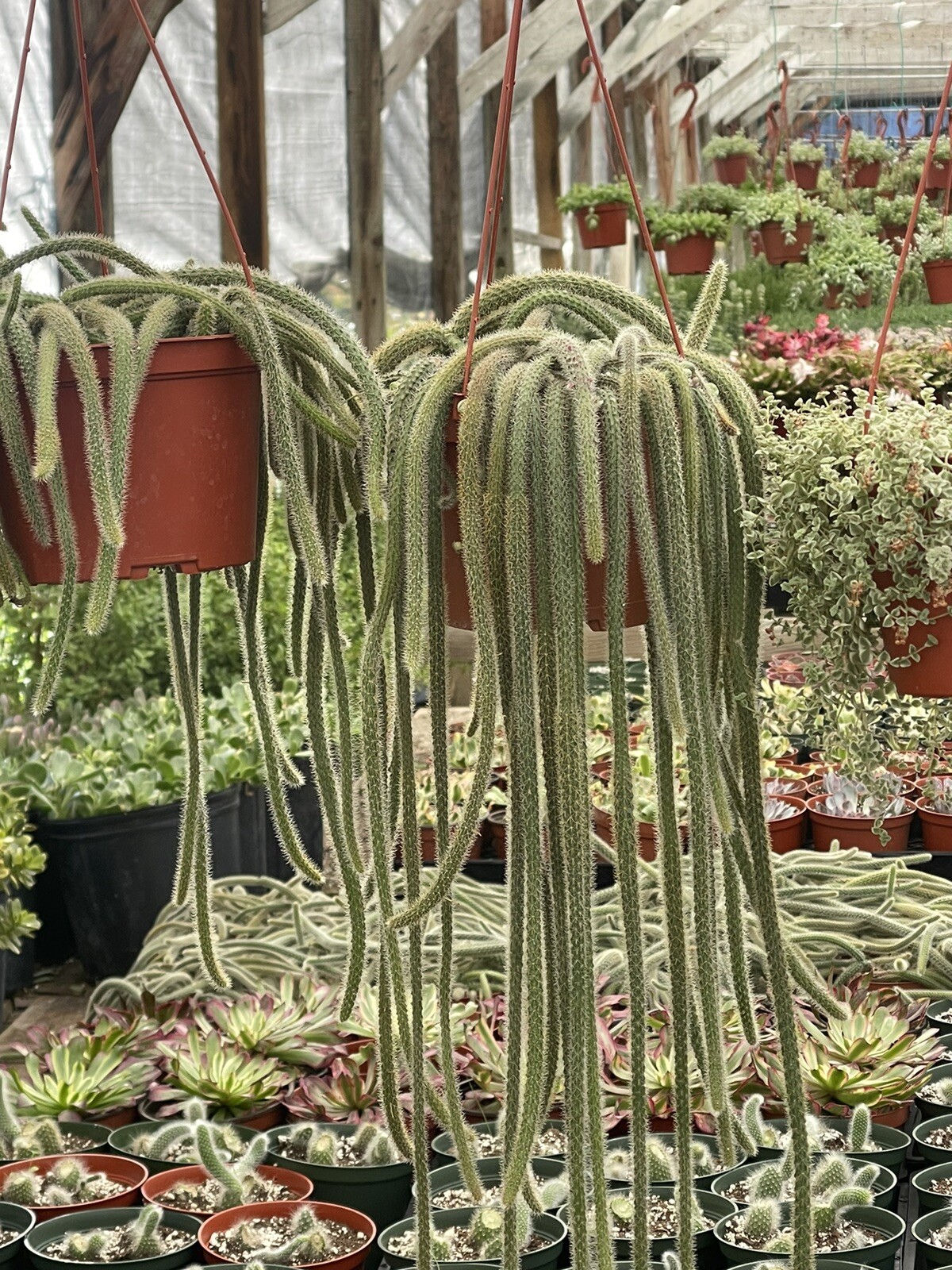 RAT TAIL CACTUS 6-INCH POT HANGING