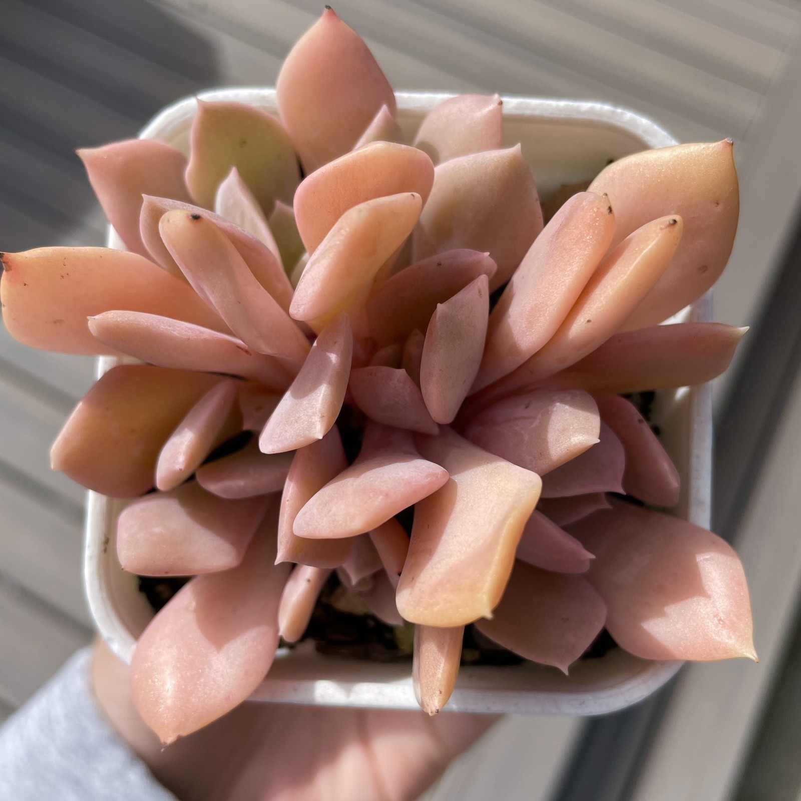Rare Succulent Echeveria Misty Lilac 5-Head 3 Inches Pink Rooted Live Plant