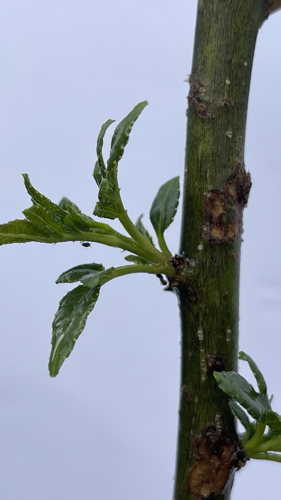 Chinese Pepper tree “Zanthoxylum” 2-3 Years Old With Roots New Leaves 15”-20”H