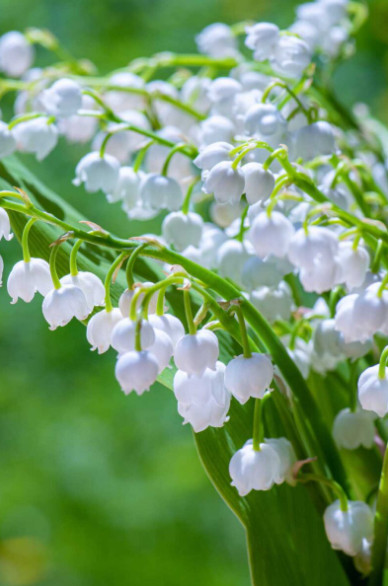 5 Lily of The Valley Bare Roots – Convallaria Majalis – Lily of The Valley Bulbs