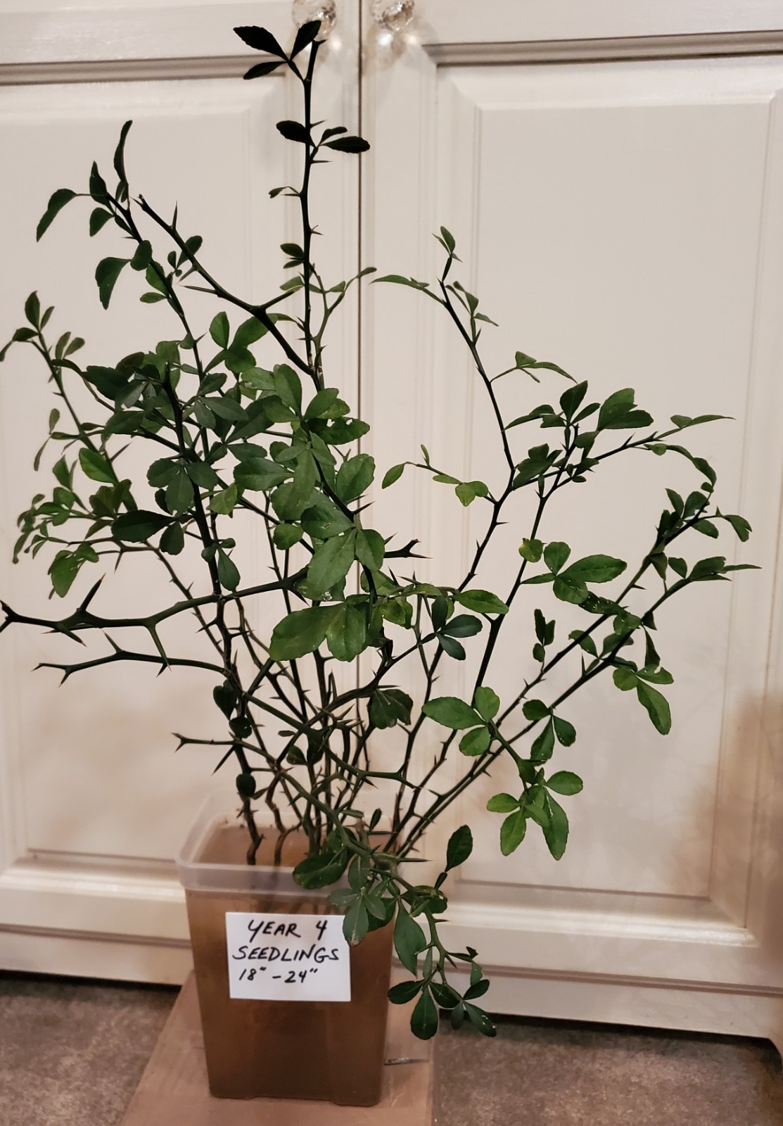 Poncirus Trifoliata Citrus Trifoliate Oranges (2 Ct) YEAR 4 Seedlings 18-24″ 🍊