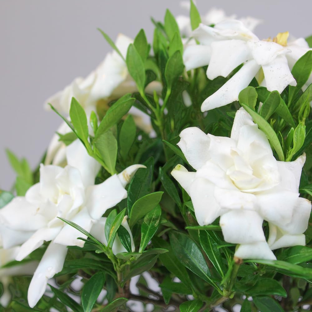 Elegant Gardenia Live Bonsai Tree – 4 Old – 6-8 Inches Tall in Grower Pot