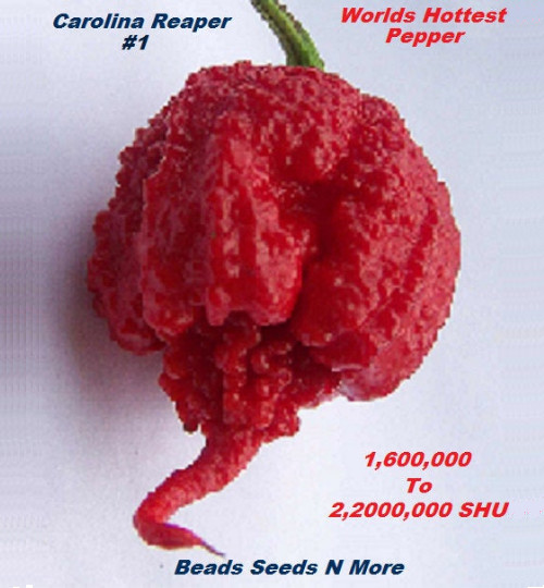 “Worlds Hottest Pepper” Carolina Reaper – HB22a – 1000+ Seeds
