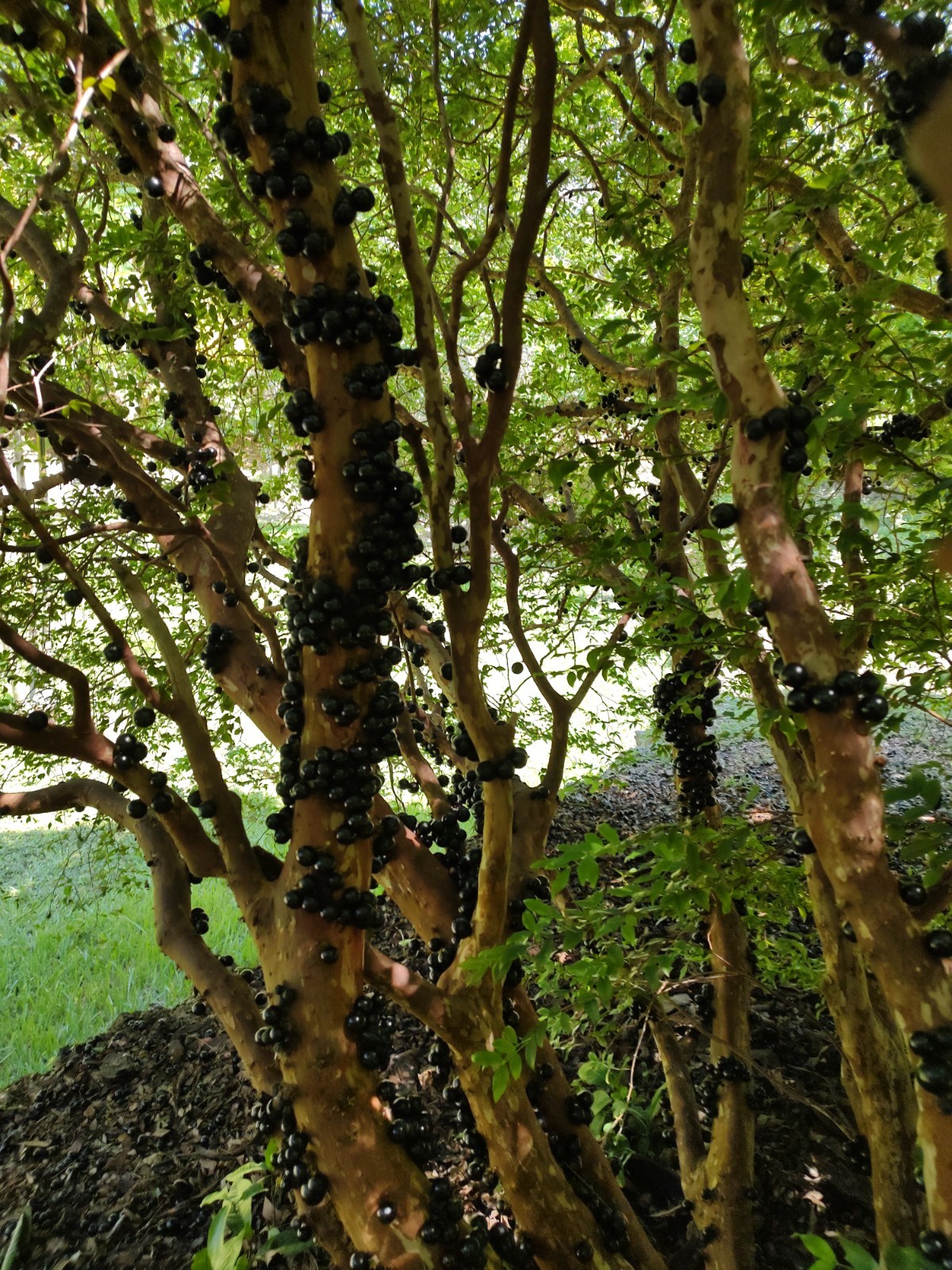 Jaboticaba Brazilian Grape (3 Gallon Pot)
