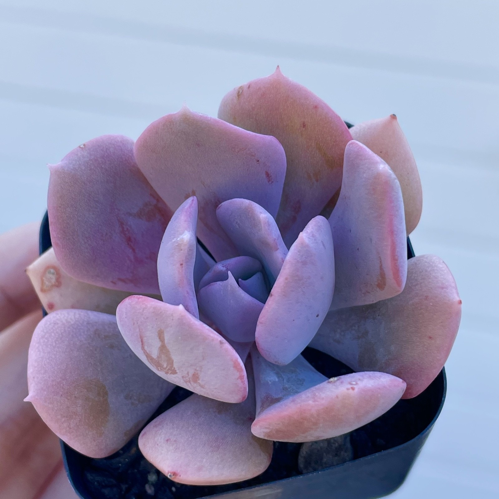 Rare Live Succulent Echeveria Misty Lilac Rooted Easy Care Live Plant 1-2 Inch