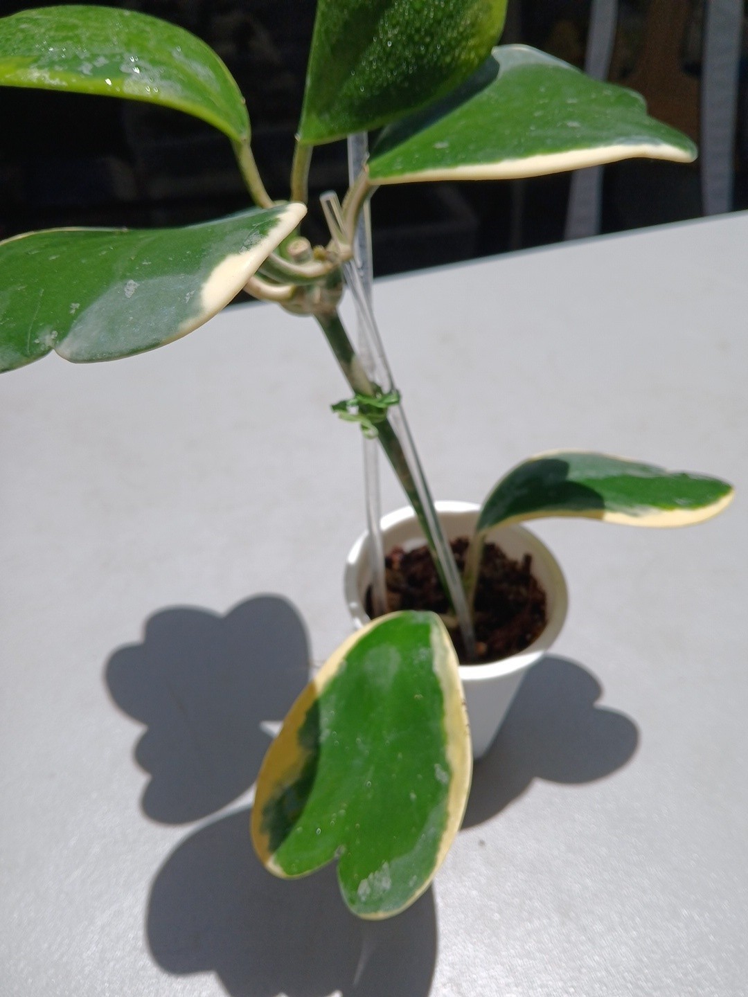 #913- HOYA KERRI VARIEGATED LIVE PLANT, LARGE LEAF, LARGE PLANT,
