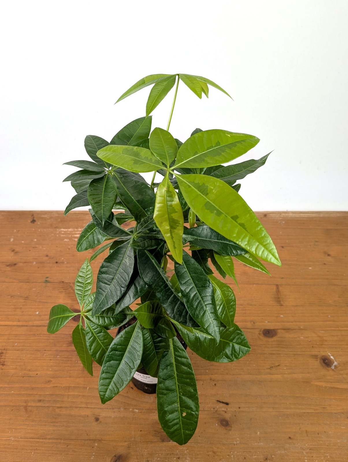 Money Tree Aurea Variegated – Exact Plant in 4″ Pot #27A