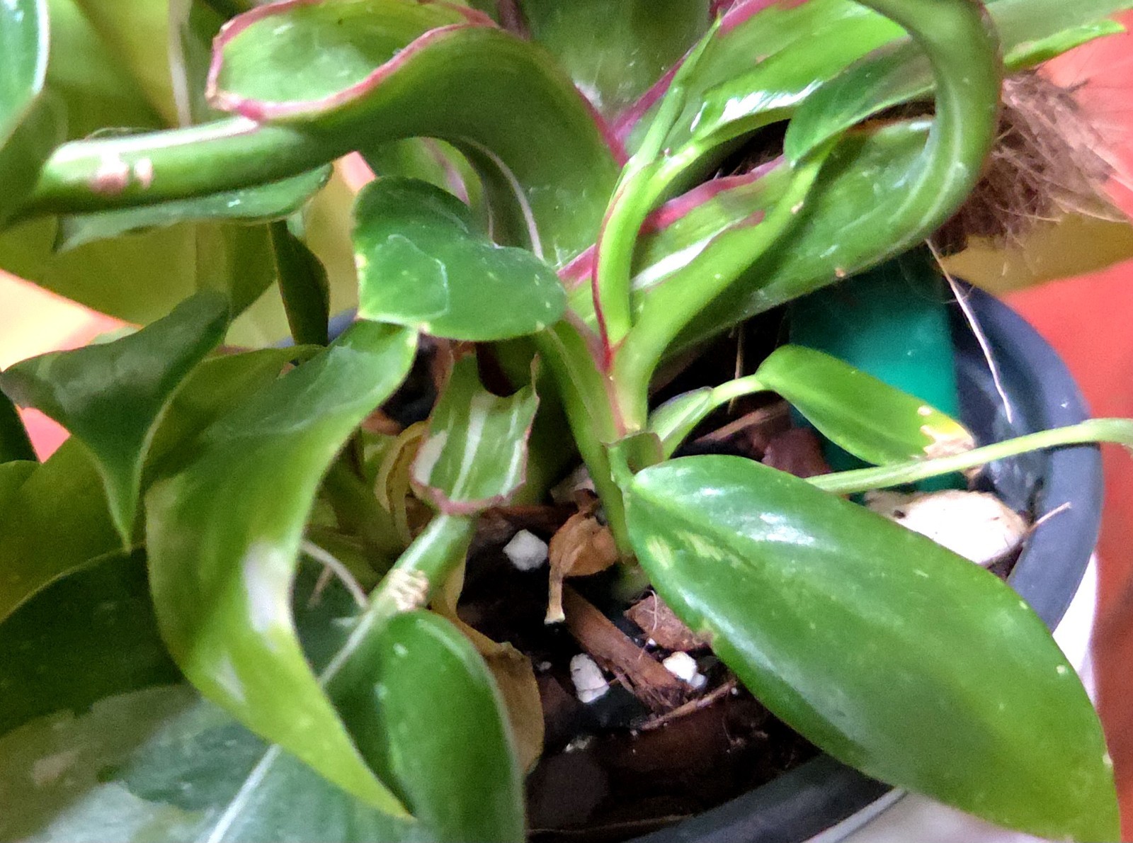Rare Philodendron White Princess Tricolor 25″ Tall w/ Pups Not Aroid Anthurium