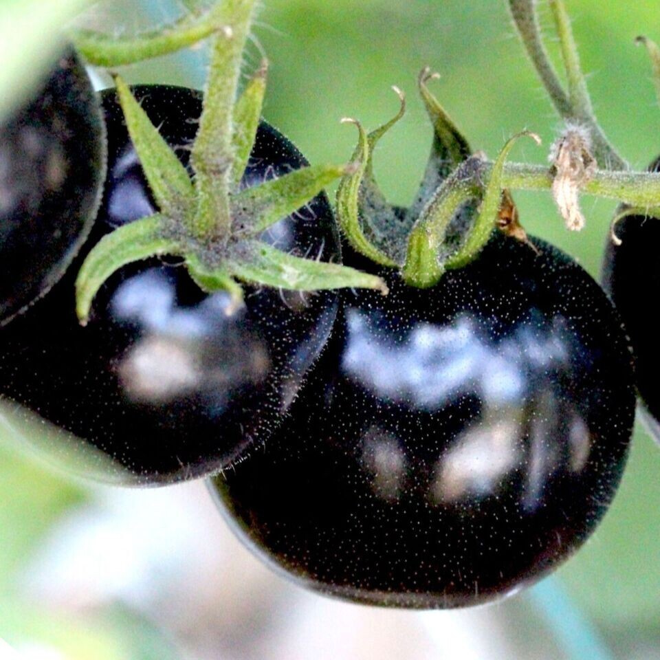 100+ EUROPEAN BLACK CHERRY TOMATO SEEDS – SWEET – HEIRLOOM -NON GMO – RARE