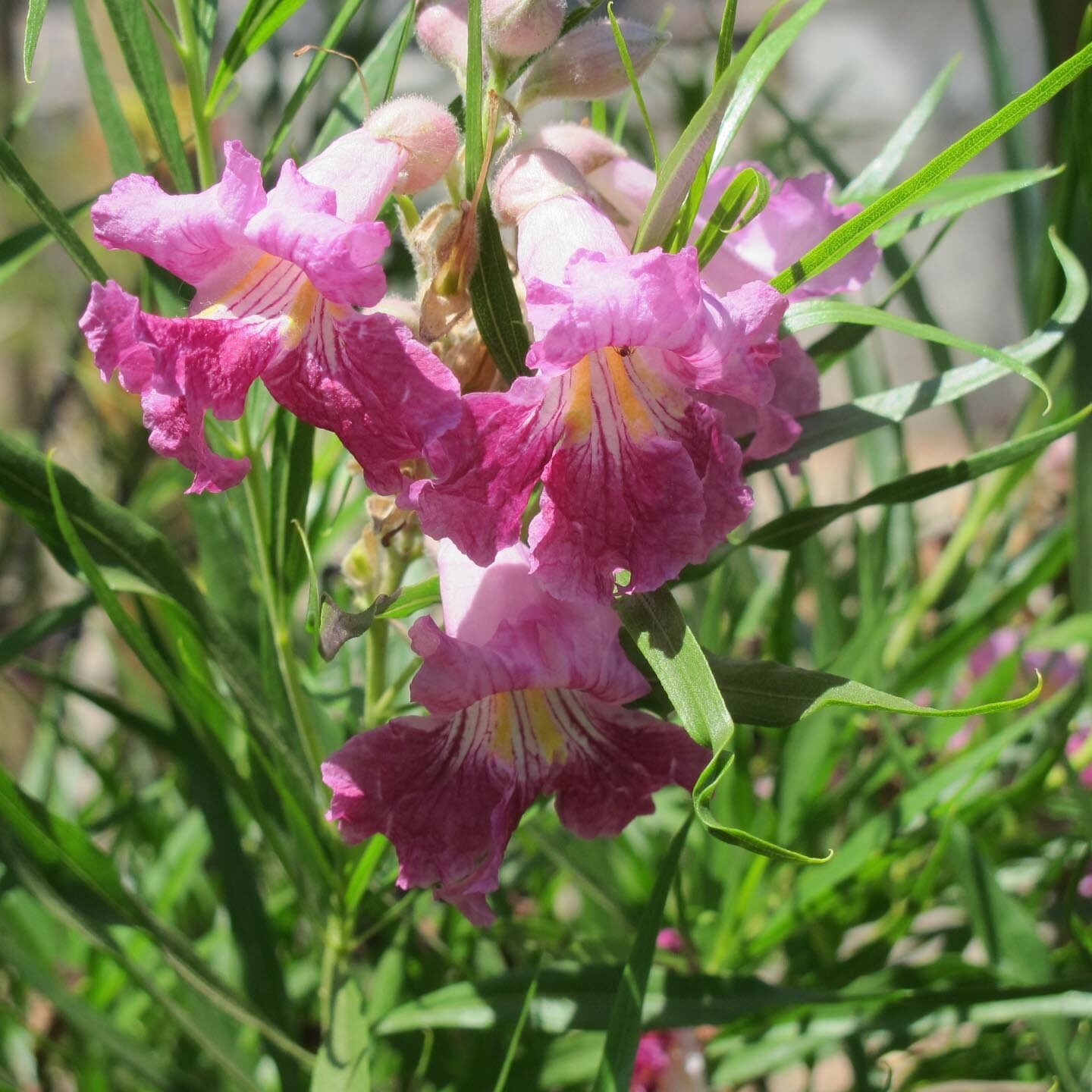 40+ Desert Willow Tree Seeds Freshly Harvested, Purple Orchid Flower (25B)