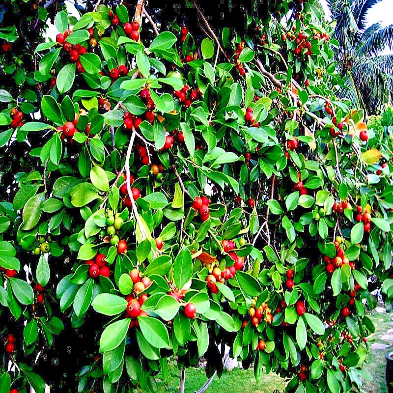 20 Strawberry Guava Tree Seeds (Psidium cattleianum) Edible Garden Fruit Plant