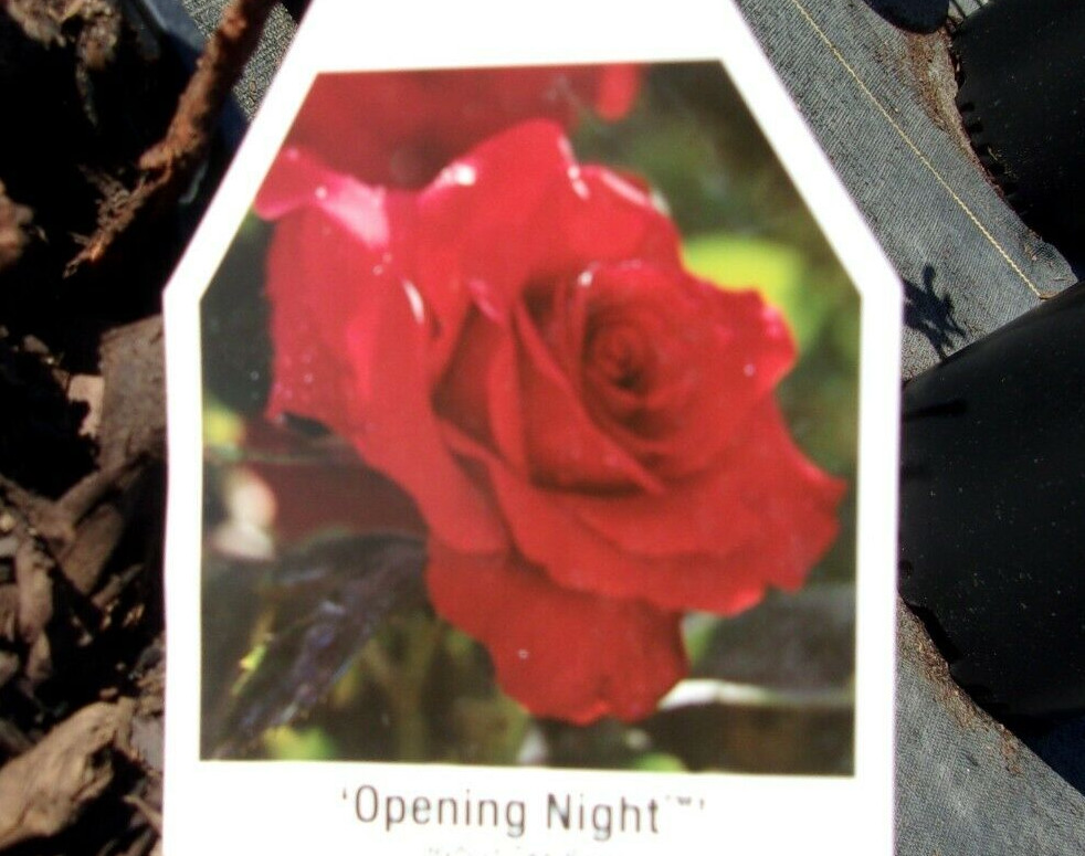 OPENING NIGHT Hybrid Tea Large Rich RED Bloom Rose 1 Gal Bush Plants Plant Roses