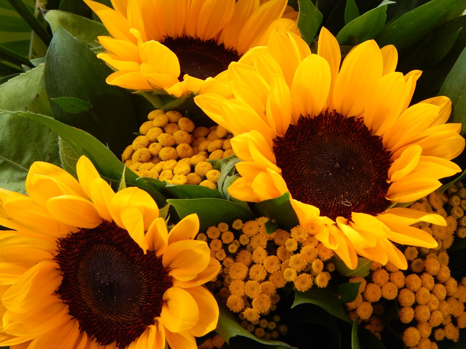 Sunflower Seeds – Dwarf Yellow Sunspot, Heirloom, Free Shipping