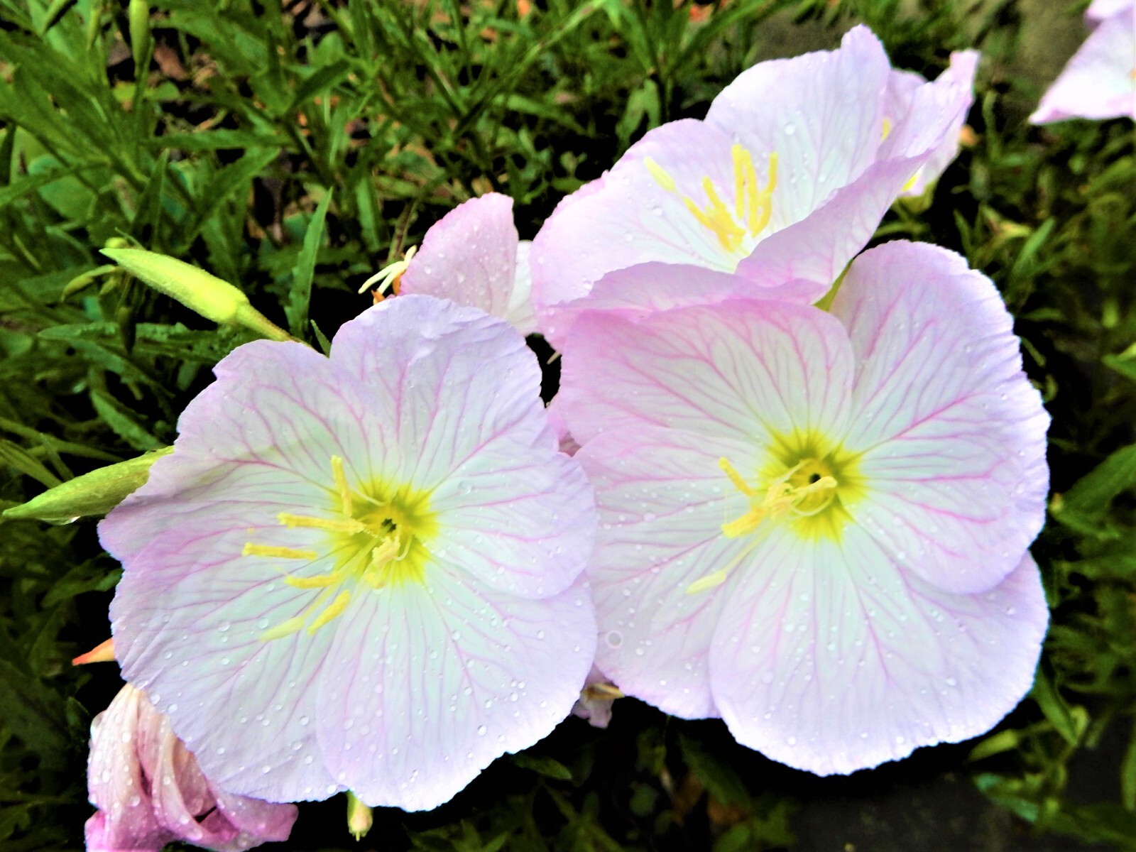 Showy Pink Evening Primrose (Oenothera Speciosa) – 10 + Single Plants