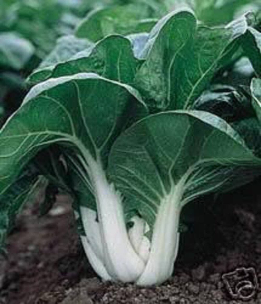 2000 CANTON PAK CHOI Bok Choy Chinese Cabbage Brassica Rapa Vegetable Seeds