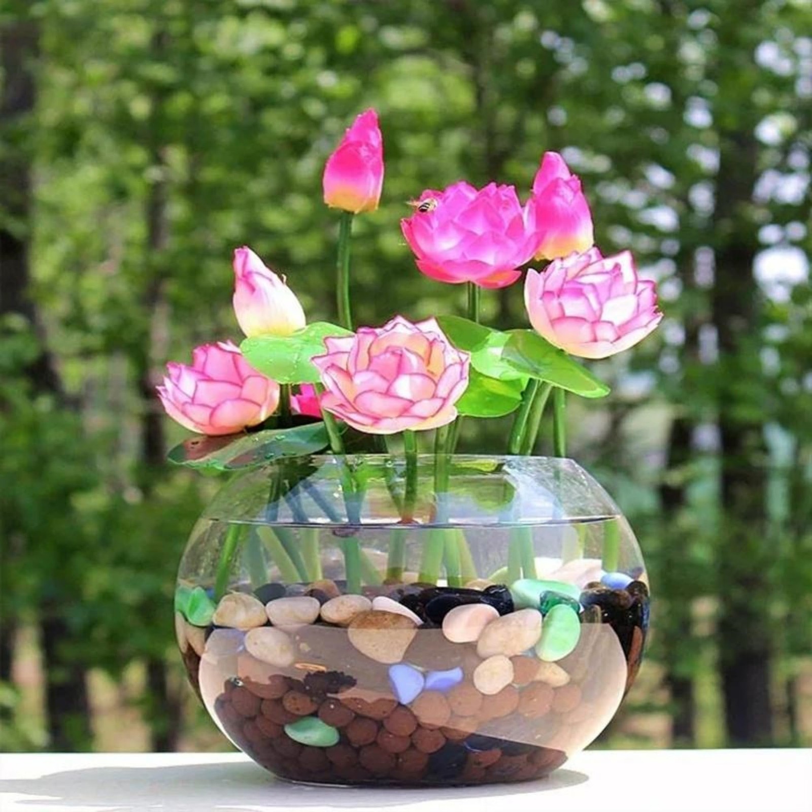 35+ Mixed Bowl Lotus Seeds Water Lily Flower Plant Seed NonGMO Home Garden P…