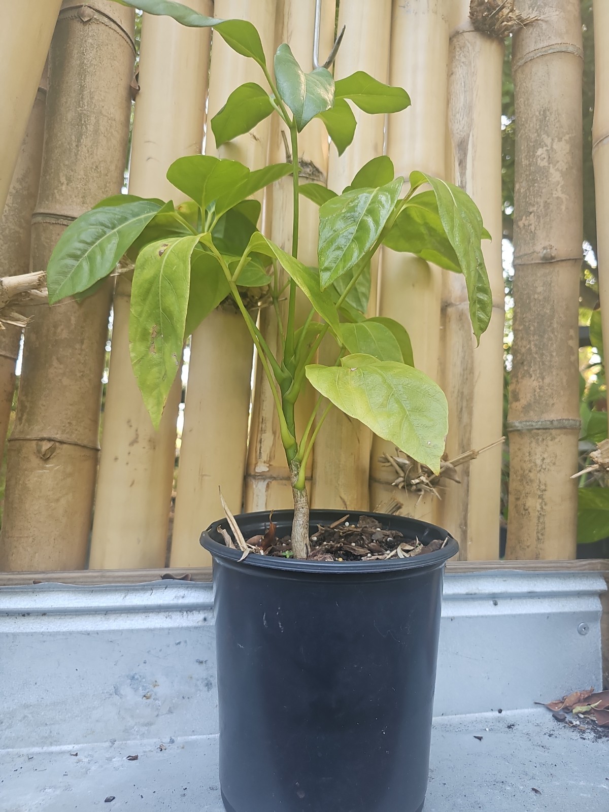 Umbrella Tree Schefflera actinophylla Octopus Live Plant 22″