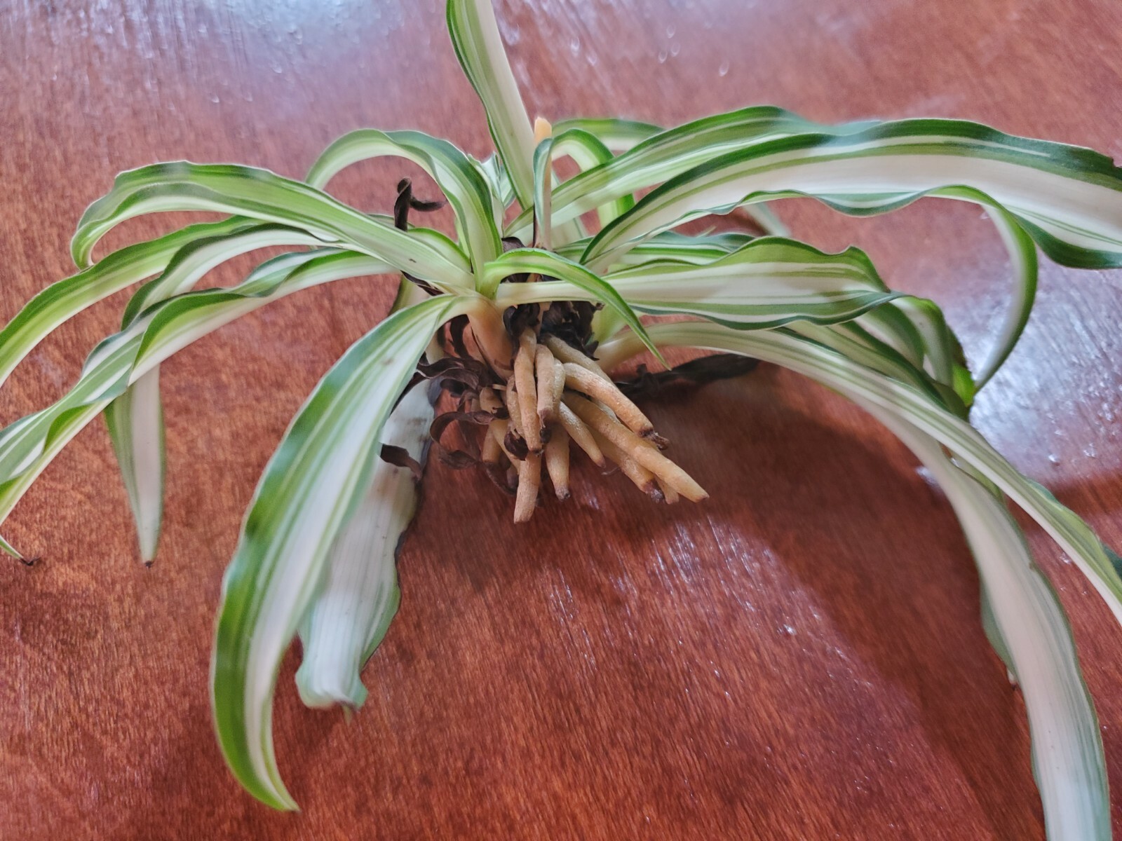 3 Spider Airplane Plants Rooted Starts / Variegated / Live Plants