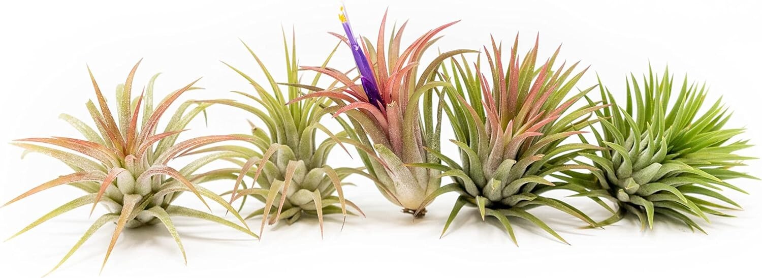 Ionantha Mexican Air Plants – Wholesale & Bulk – Seasonal Easy Care House Plants