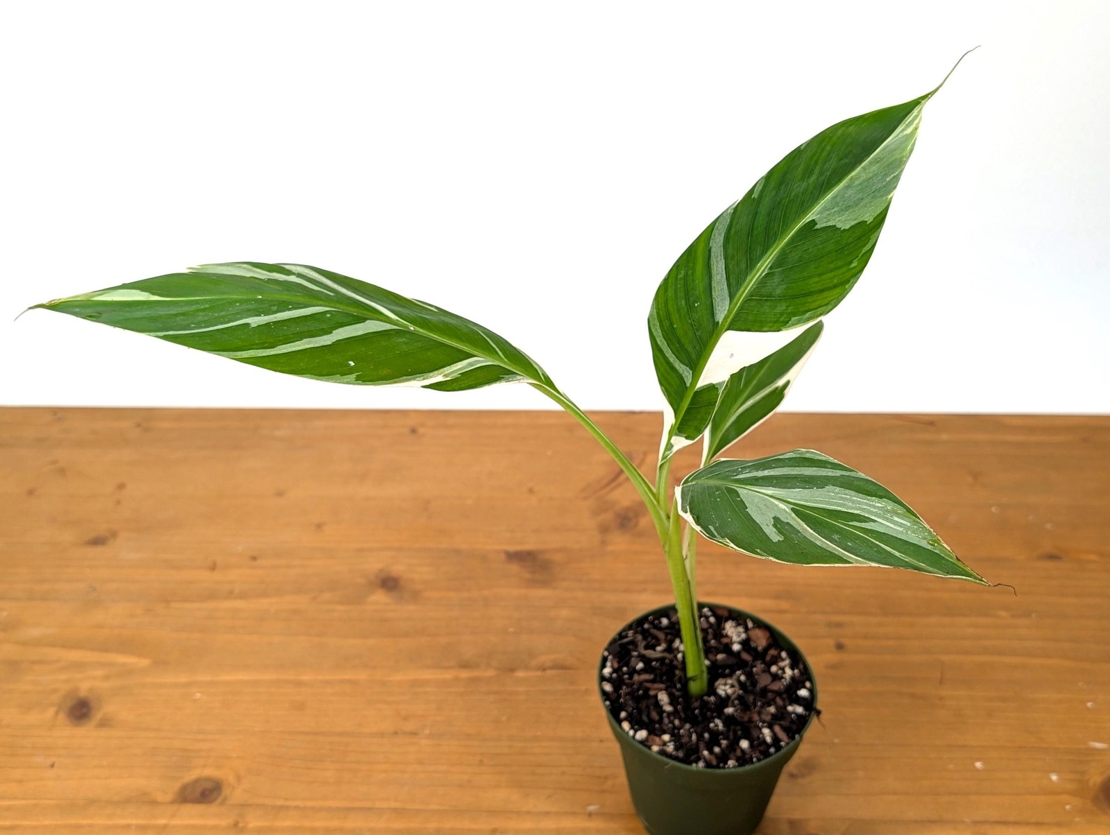 Variegated Banana Musa Florida – Grows Edible Fruit – Variegated Bananas! Can