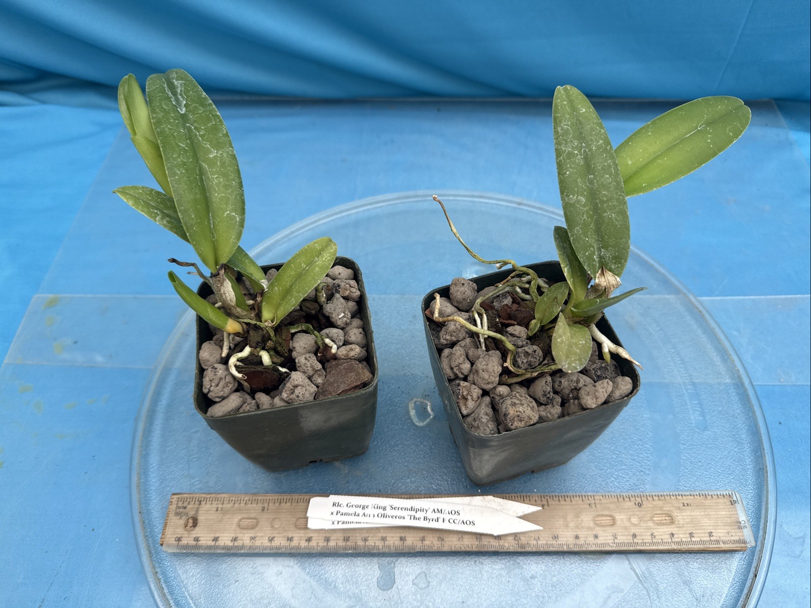 Rlc George King Serendipity X Pamela Ann Oliveros Byrd Orchid Eros Hybrid 4” Pot