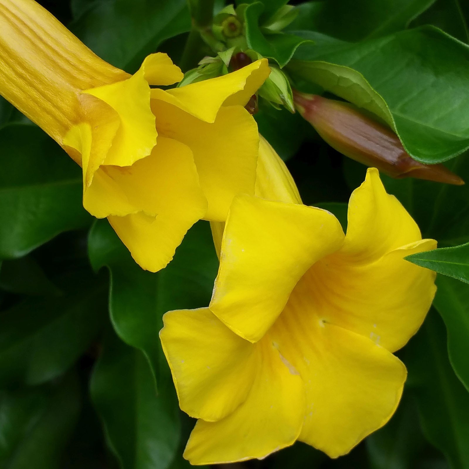 Yellow Bush Alamanda Semi-Tropical Plant Golden Trumpet Flower Fast Growing
