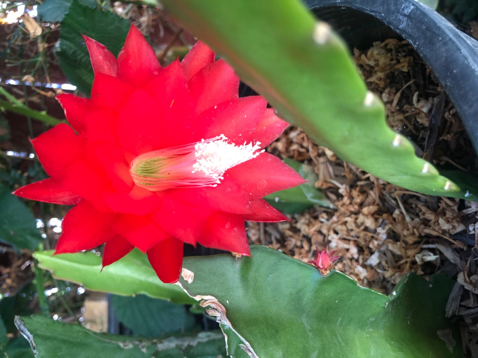 3 cuttings of Red epiphyllum Ackermannii orchid cactus each 5 to 8 inches long