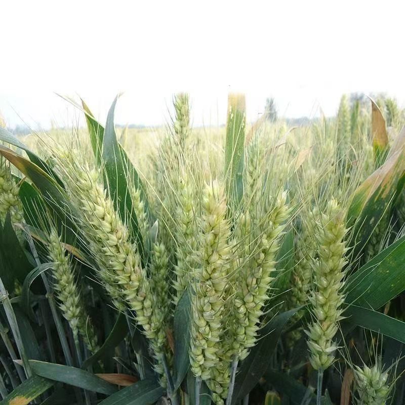 Barley Seeds – High Germination Rate, Grow Barley Grass for Juicing & Cooking