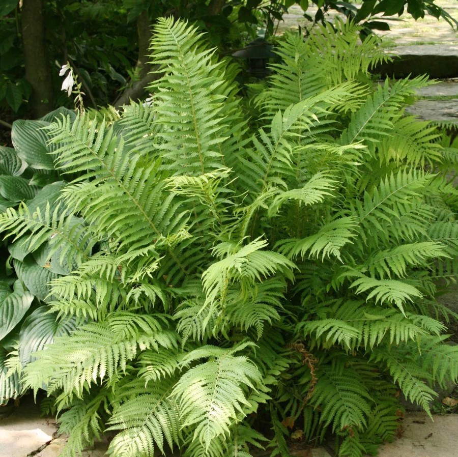 20 Tennessee Ostrich-Glade Fern Rhizomes With No Leaf – Zones 3-9 – Osmundastrum