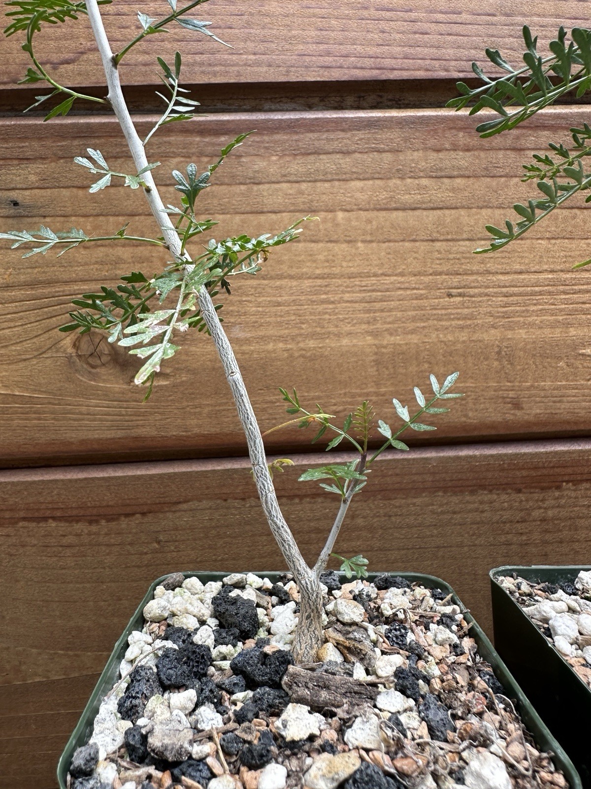 Bursera microphylla – Elephant Tree – Live Rare Succulent Plant