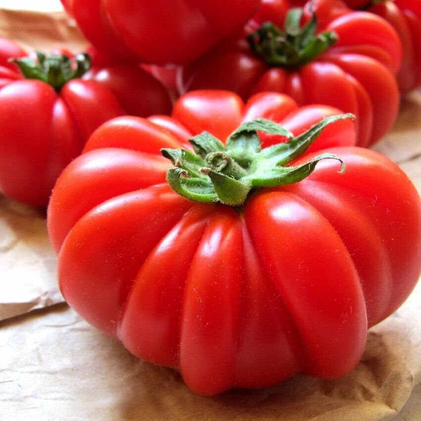 240+ Costoluto Genovese Tomato Seeds — Italian Ribbed —- Heirloom