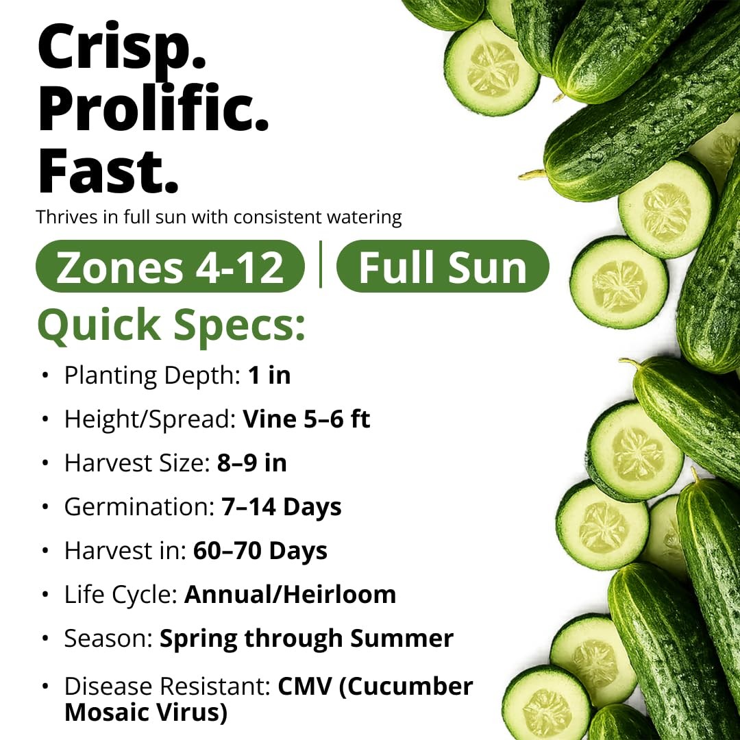 Organic Marketmore Cucumber Seeds 200+ Heirloom NonGMO Seeds for Planting, Hi…