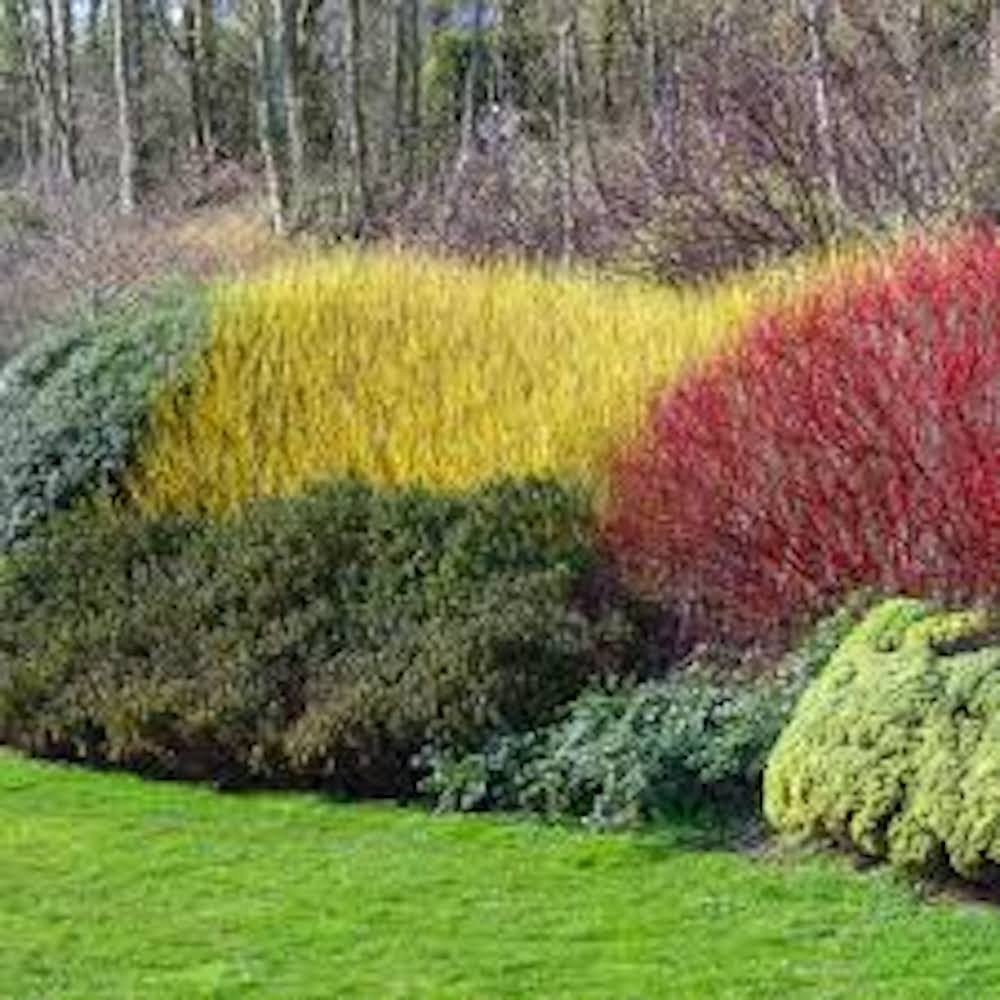10 Yellow Twig Dogwood Shrub 12-24″ Tall Cornus sericea Flaviramea Landscape