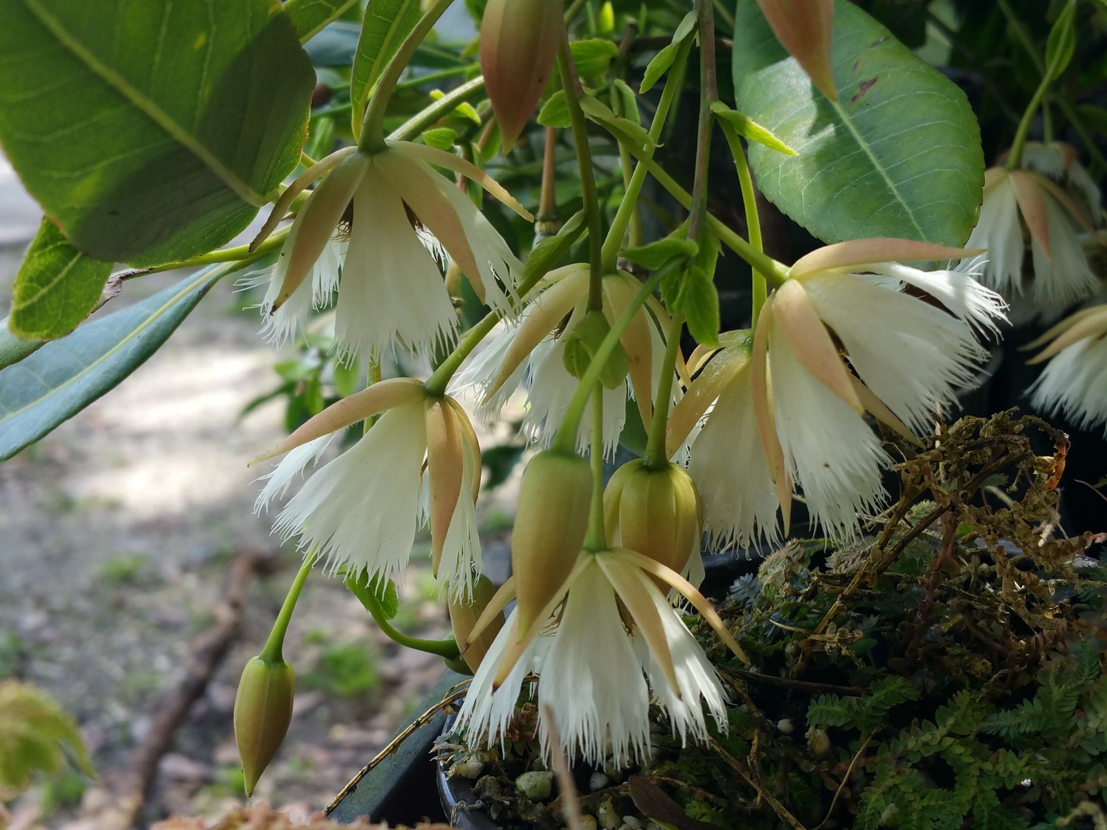 FAIRY PETTICOAT Tropical Tree Butterfly Plant Unusual Fringed Pink White Bloom