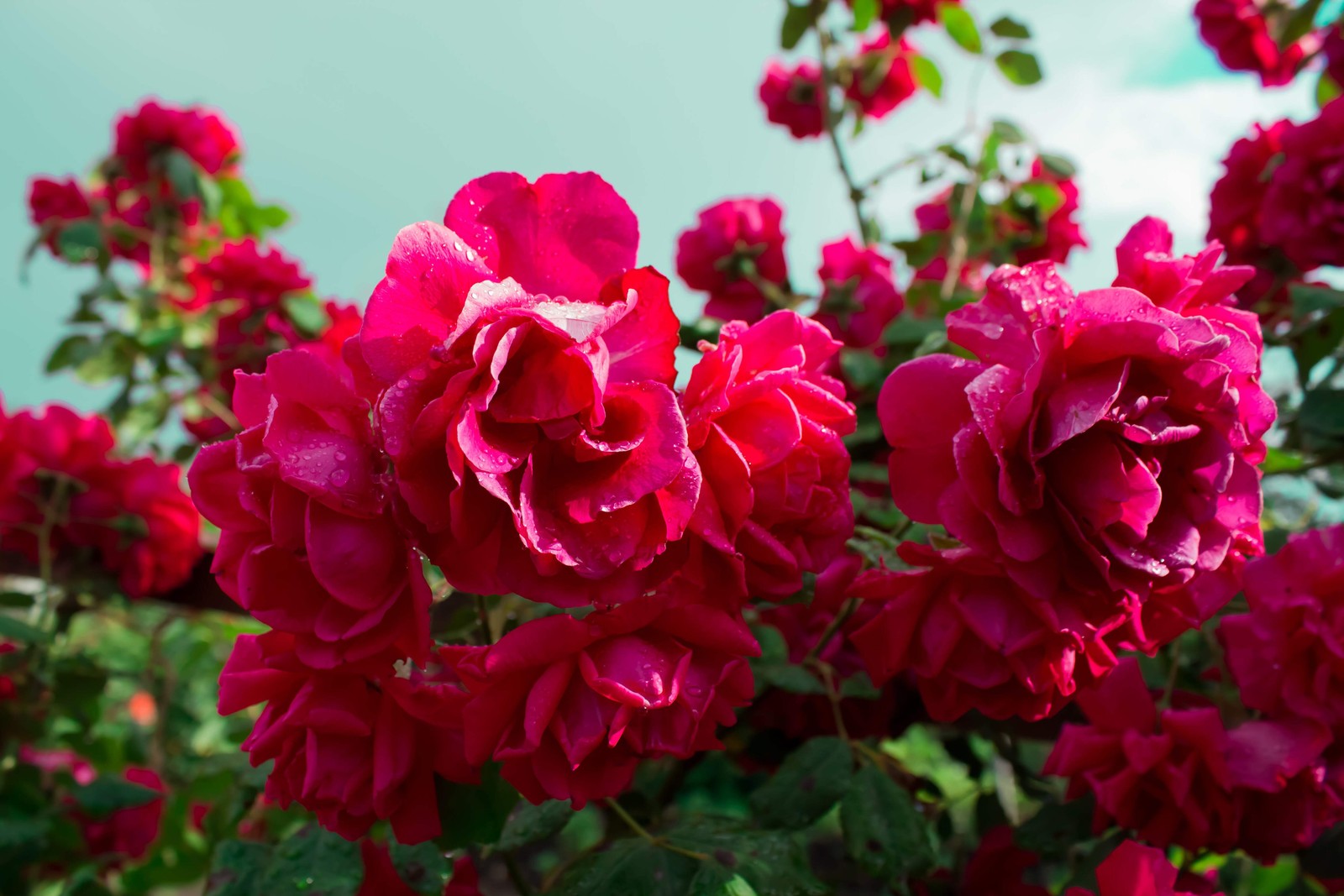 5 BURGUNDY CLIMBING ROSE Red Rosa Bush Vine Climber Fragrant Flower Seeds