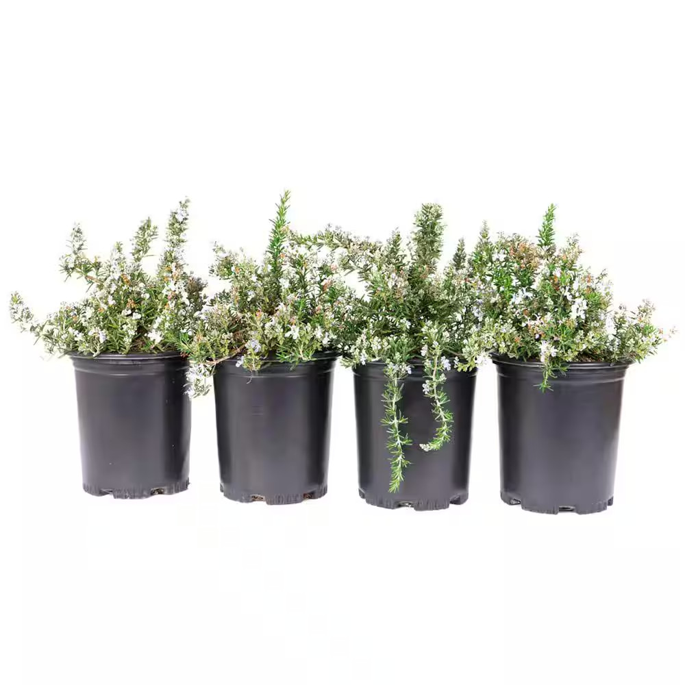 #1 Container Creeping Rosemary Plants (4-Pack)