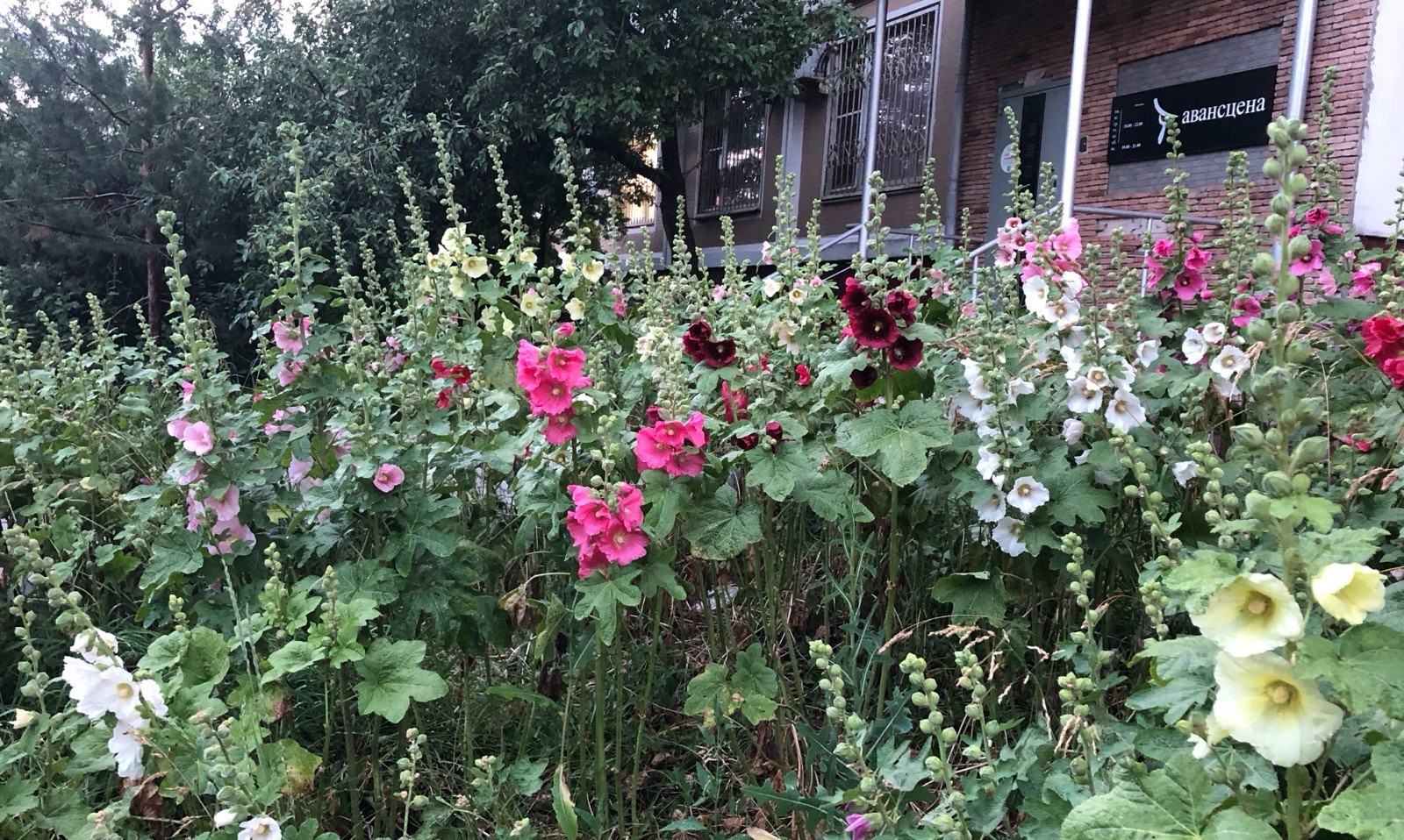GIANT HOLLYHOCK MIXED COLORS 50 SEEDS, HARDY PERENNIAL, EZ TO GROW, USA SELLER