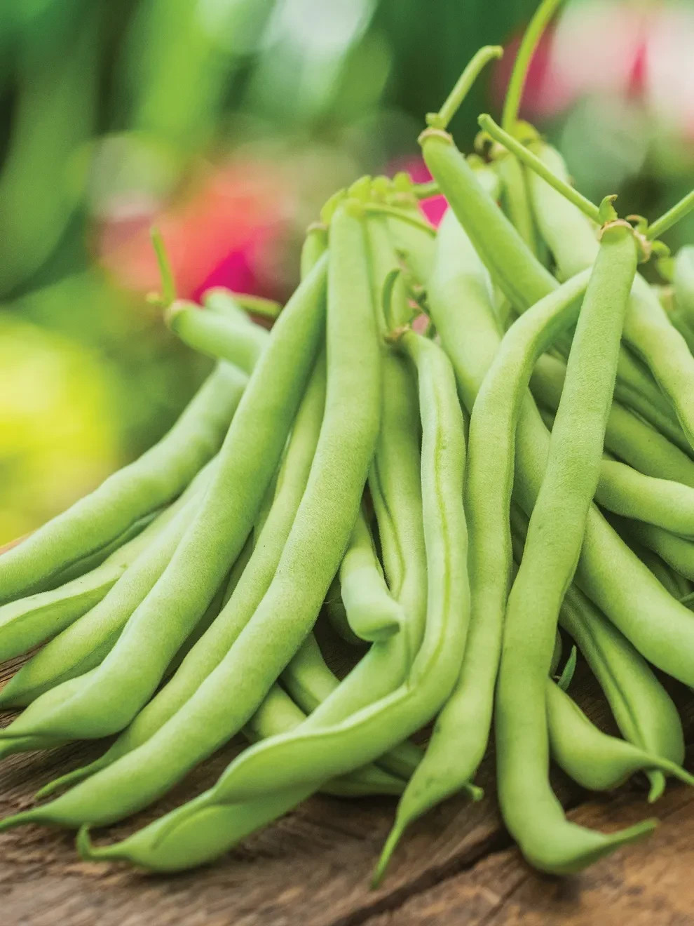 10+ Contender Bush GREEN BEAN SEEDS Non GMO Heirloom