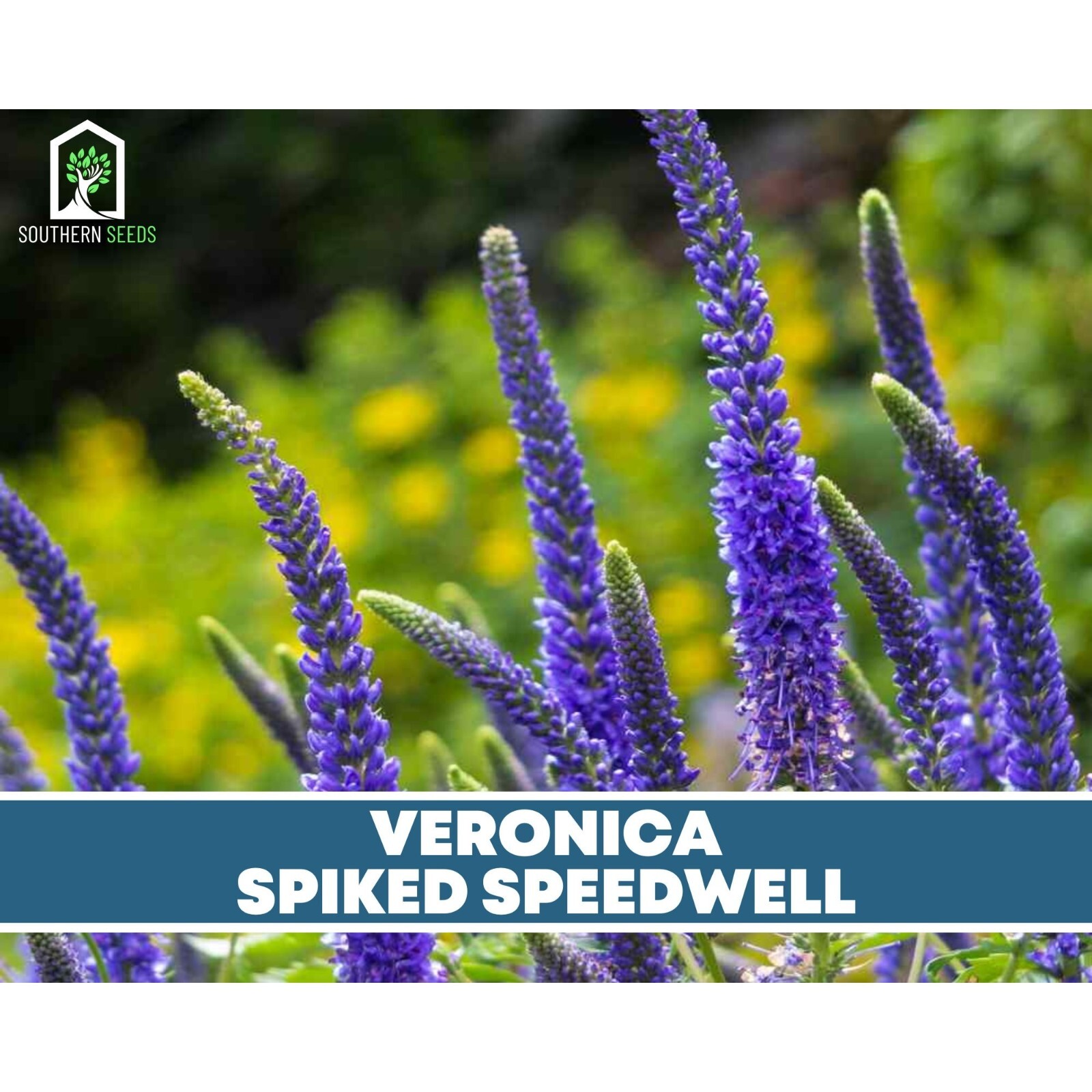 Veronica (Spiked Speedwell) – 50 Seeds (Veronica spicata)