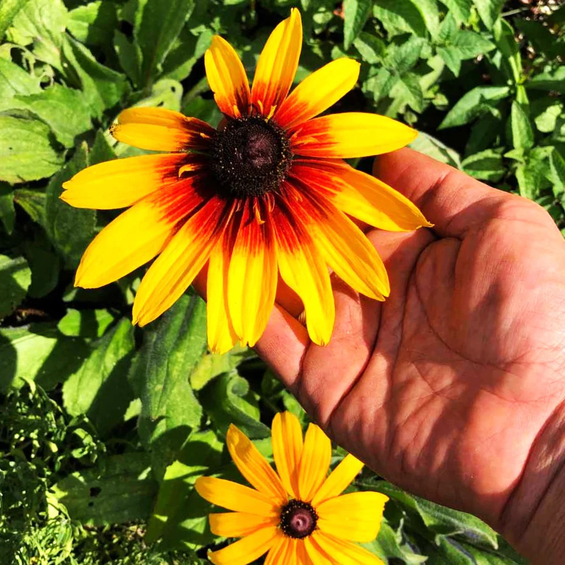 Gloriosa Daisy Seeds | Black Eyed Susan Yellow Perennial Wildflower Seed 2025