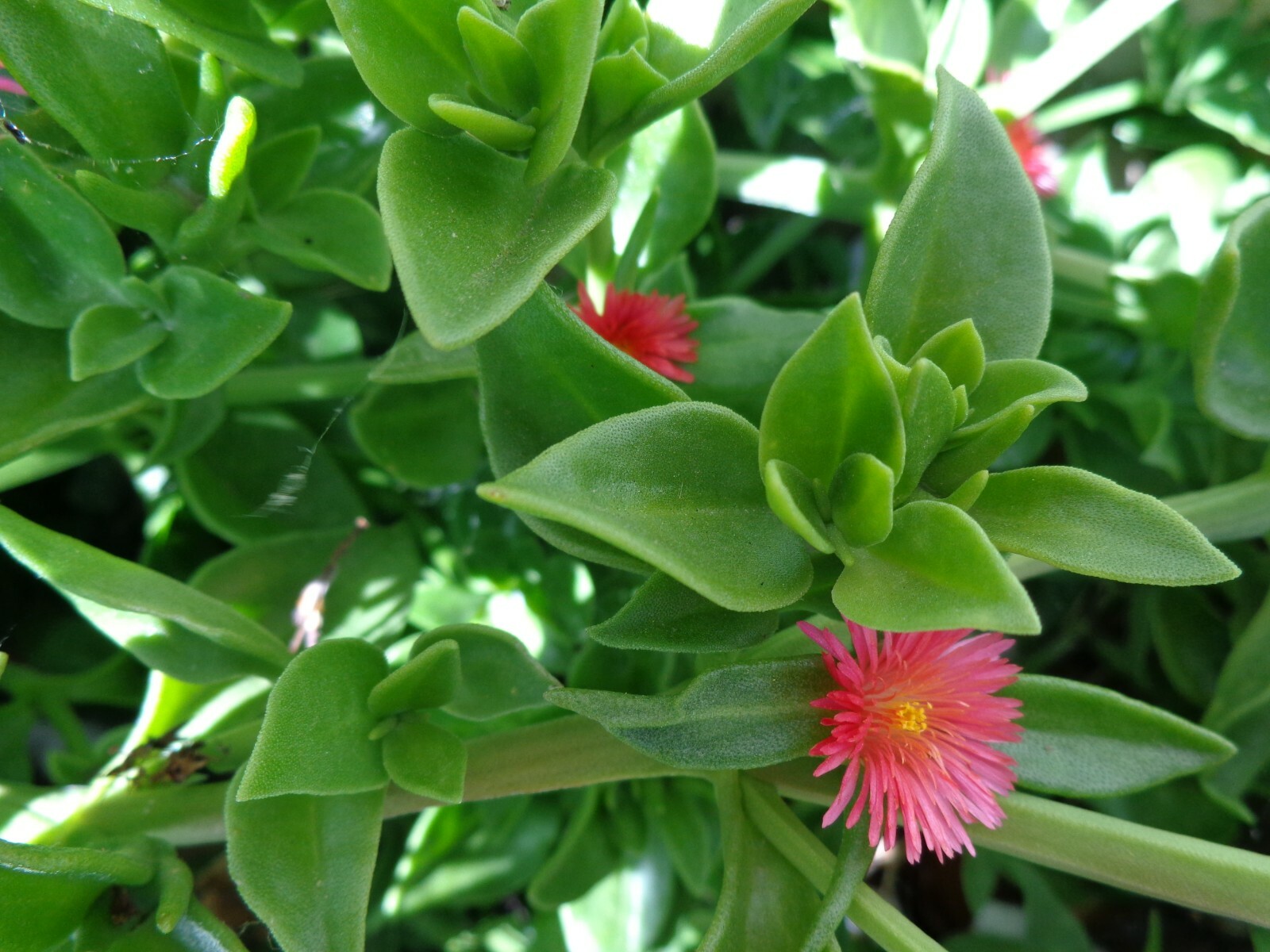 20 Cuttings Aptenia cordifolia ‘Red/Pink Apple Ice Plant’ ‘Baby Sun Rose’ 4″-7″