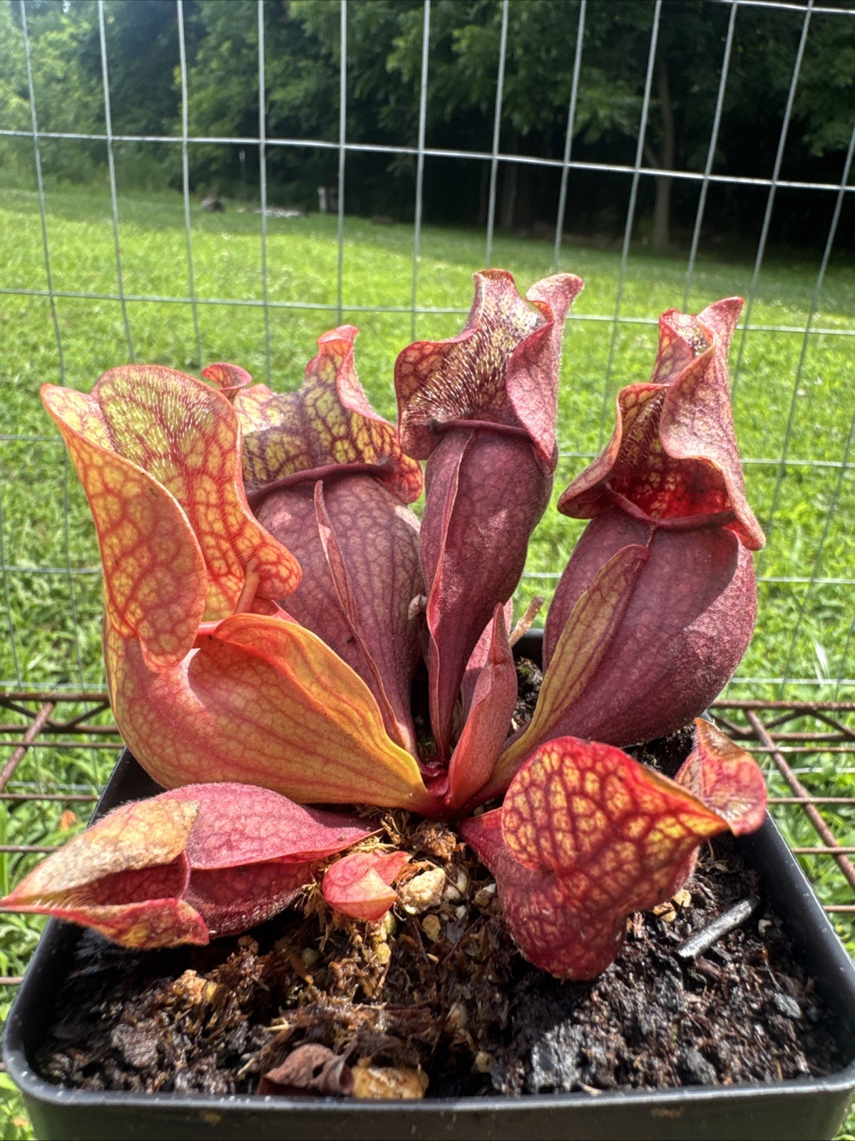 SARRACENIA PURPUREA “BOOMAN FLORAL” MARCO BOOMAN. MEDIUM SIZE.