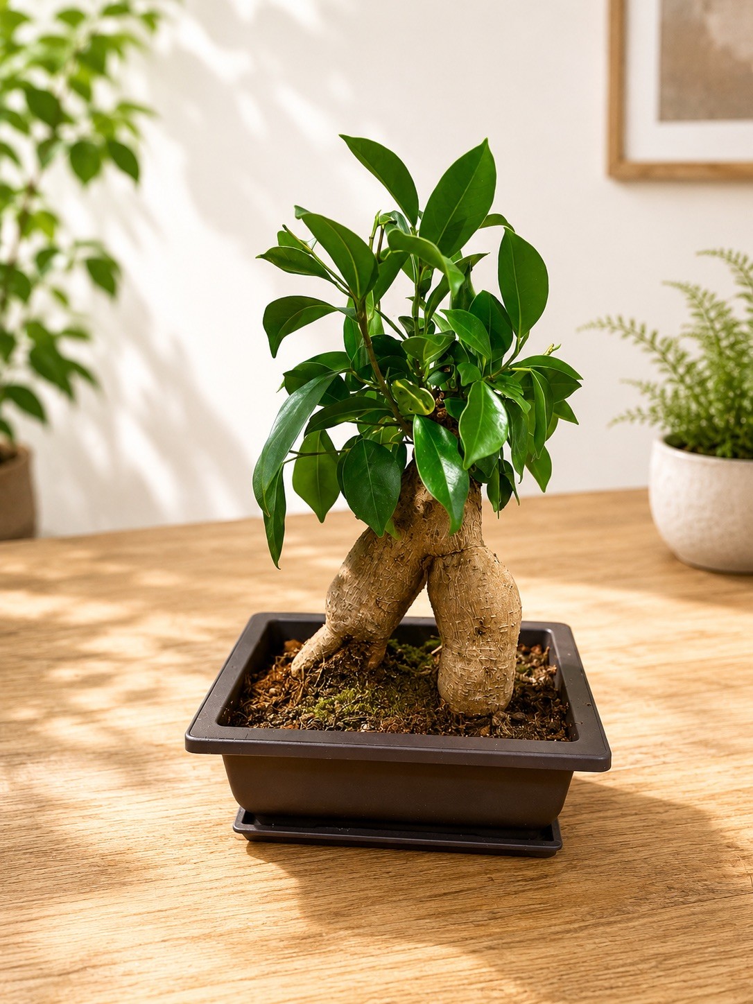 Ginseng Ficus Bonsai (8 Years Old), 6 Inch’s Tall, Potted 6.5” x 5” Base.