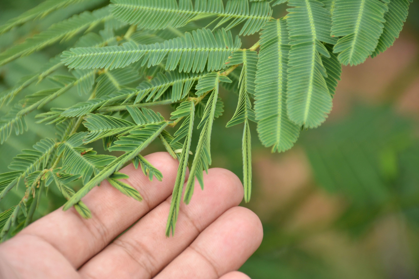 100 MIMOSA / SENSITIVE PLANT Schrankia Uncinata Flower Seeds *Flat S/H