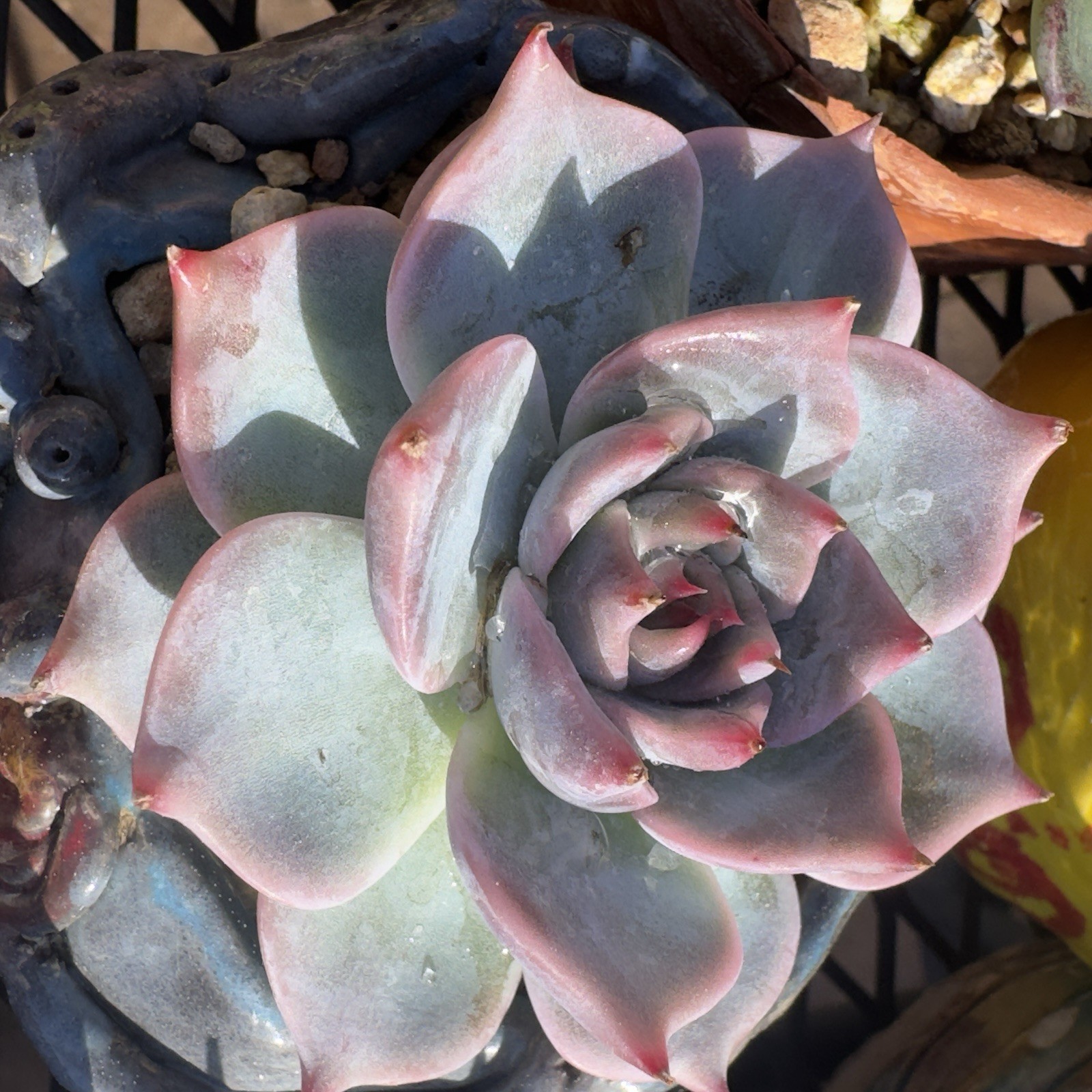 Echeveria Pikachu’ Rare Succulent