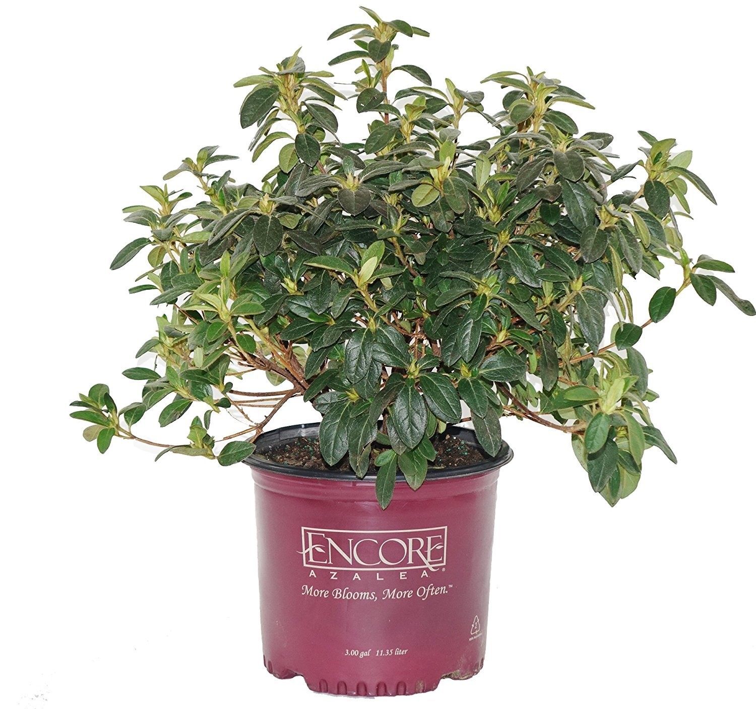 Green Promise Farms Azalea Encore Autumn Twist Reblooming Azalea Shrub Rb