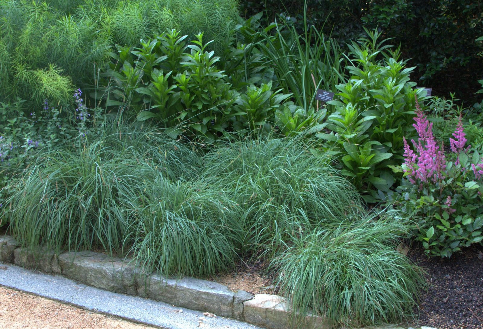 Carex flacca Blue Sedge 15 Plants in 3-1/2 inch Pots