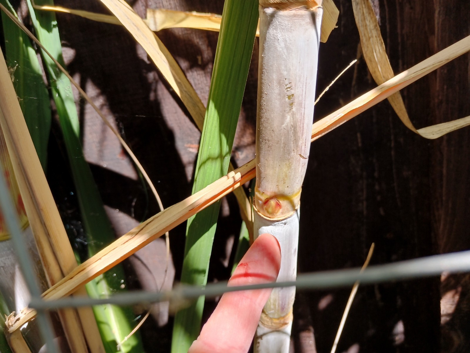4 FRESH CUT PURPLE SUGARCANE California Grown NON GMO FREE SHIPPING