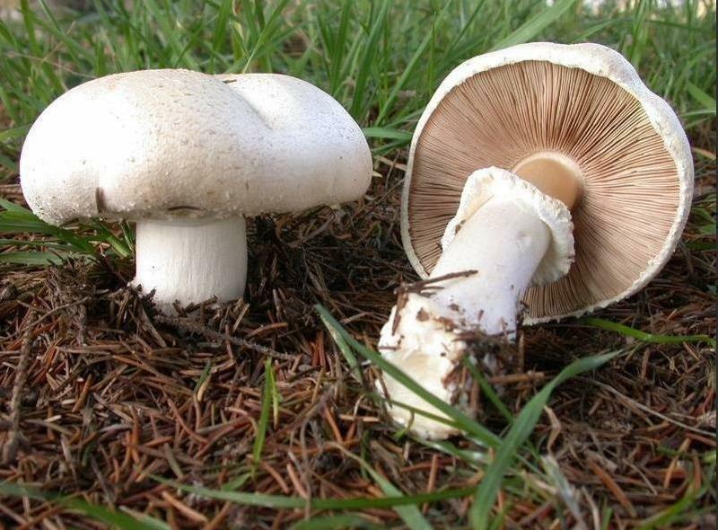 Seeds Mushroom Champignon GIANT Mycelium Spawn Dried Spores Organic Ukraine